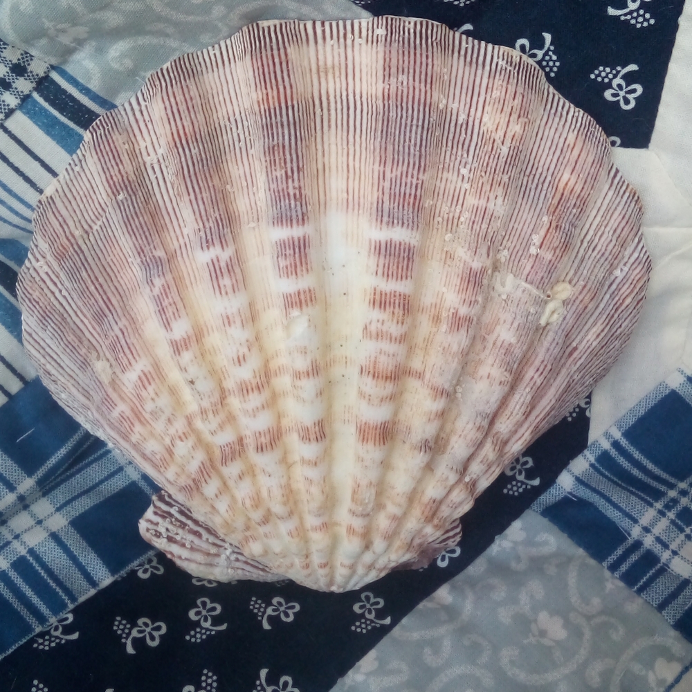 Large Sea Shell - Picture 2 of 3